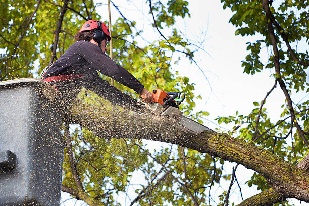 Best Tree Cabling and Bracing  in Prairie Creek, AR