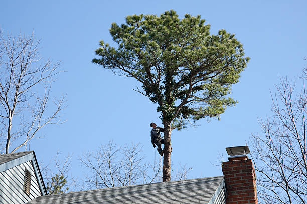 Best Fruit Tree Pruning  in Prairie Creek, AR